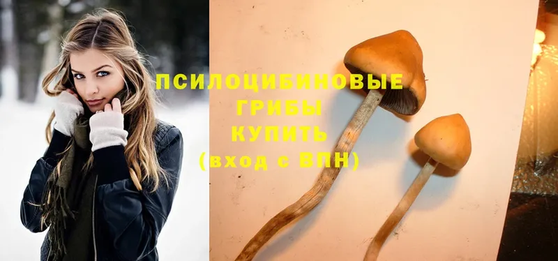 что такое   Остров  Псилоцибиновые грибы Psilocybine cubensis 